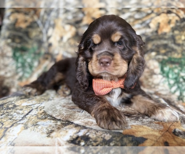 Medium Photo #7 Cocker Spaniel Puppy For Sale in LAKELAND, FL, USA