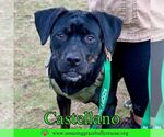 Small #8 Rottweiler-American Pit Bull Terrier