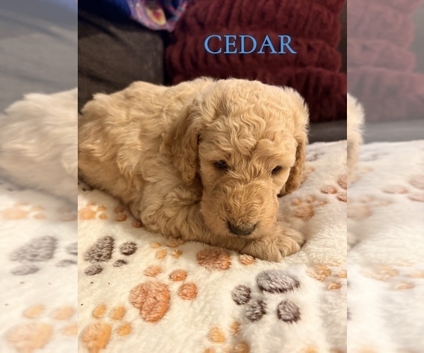 Medium Photo #12 Goldendoodle Puppy For Sale in DENVER, NC, USA