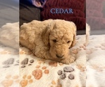 Small #11 Goldendoodle
