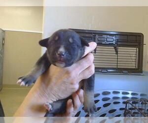 Siberian Husky Dogs for adoption in Sacramento, CA, USA