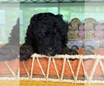 Small #6 Bernedoodle (Miniature)