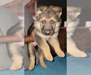 German Shepherd Dog Puppy for sale in LAS VEGAS, NV, USA