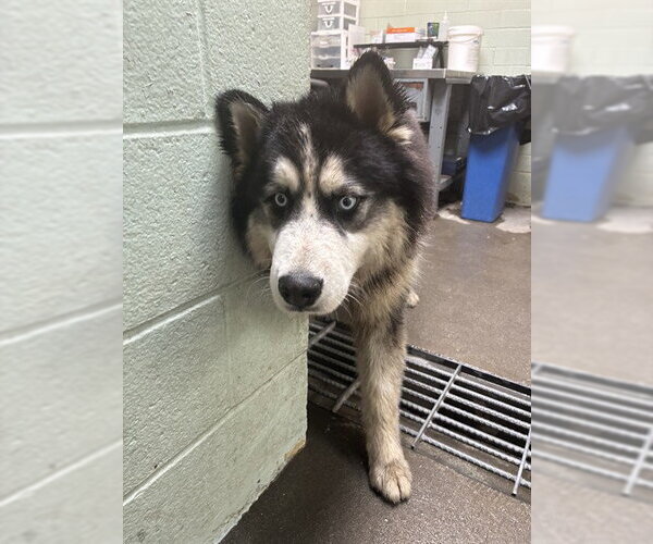 Medium Photo #1 Alaskan Malamute Puppy For Sale in Stockton, CA, USA