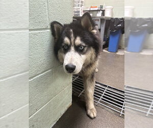 Alaskan Malamute Dogs for adoption in Stockton, CA, USA