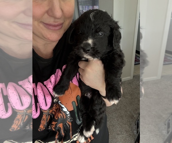 Medium Photo #15 Bernedoodle Puppy For Sale in BELMONT, NC, USA