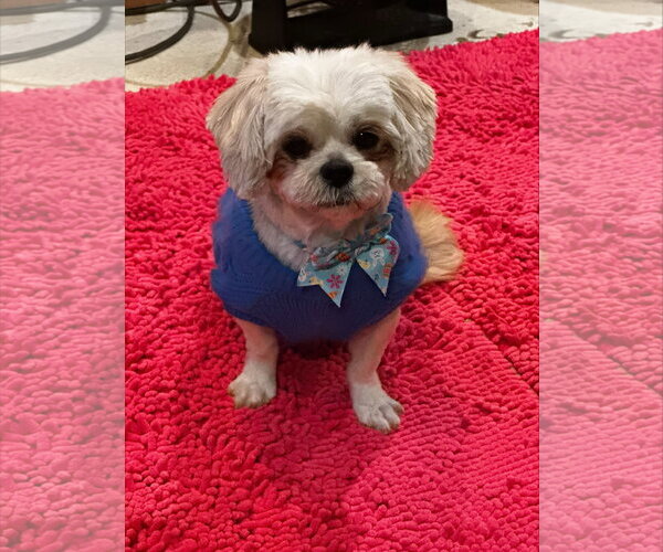 Medium Photo #4 Shih Tzu Puppy For Sale in St. Louis Park, MN, USA