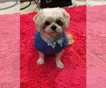 Small #3 Shih Tzu