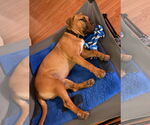 Small #5 American Pit Bull Terrier-Labrador Retriever Mix