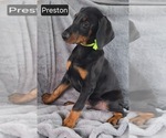 Small #6 Doberman Pinscher