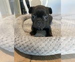 Puppy 1 French Bulldog