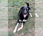 Small Photo #3 Australian Shepherd-German Shepherd Dog Mix Puppy For Sale in Sequim, WA, USA