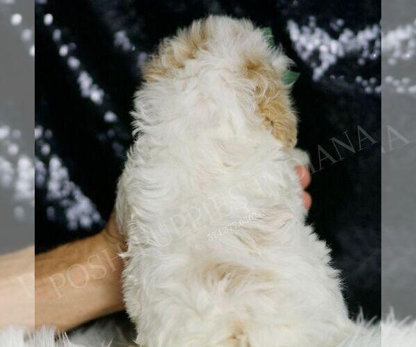 Medium Photo #5 Maltipoo Puppy For Sale in WARSAW, IN, USA