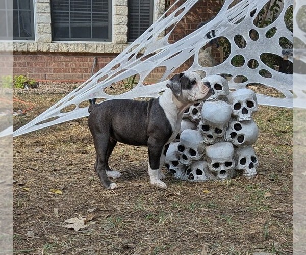 Medium Photo #2 Olde English Bulldogge Puppy For Sale in AUSTIN, TX, USA