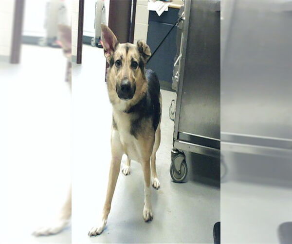 Medium Photo #2 German Shepherd Dog Puppy For Sale in Fayetteville, NC, USA