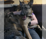 Small #2 German Shepherd Dog Mix