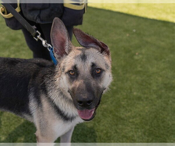 Medium Photo #4 German Shepherd Dog Puppy For Sale in Martinez, CA, USA