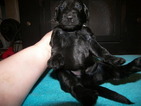 Small Photo #1 Goldendoodle Puppy For Sale in OLIVER SPRINGS, TN, USA