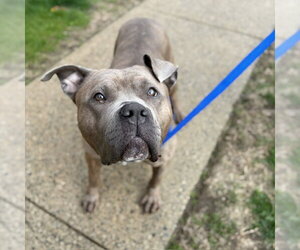 Mutt Dogs for adoption in Boston, MA, USA