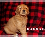 Puppy Regnar Golden Retriever