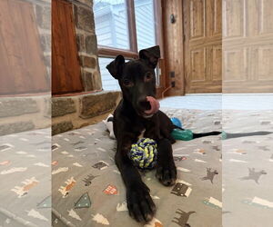 Chihuahua-Labrador Retriever Mix Dogs for adoption in Virginia Beach, VA, USA