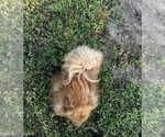 Small #1 Pomeranian