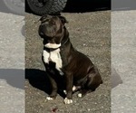 Small Photo #1 American Bully-Cane Corso Mix Puppy For Sale in CHICORA, PA, USA