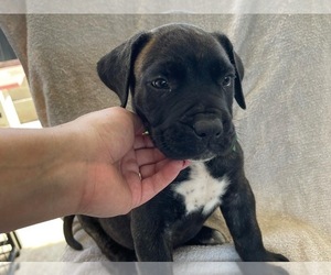 Presa Canario Puppy for sale in HOLLYWOOD, FL, USA