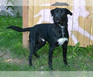 American Pit Bull Terrier-Labrador Retriever Mix Dogs for adoption in West Valley, UT, USA