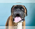 Small Boxer
