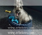 Small Photo #45 Keeshond Puppy For Sale in FAYETTEVILLE, TN, USA