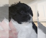 Puppy Allie Zuchon