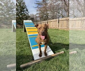 Labrador Retriever-Unknown Mix Dogs for adoption in Doylestown, PA, USA