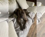 Small #4 Mountain Cur-Staffordshire Bull Terrier Mix