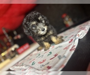 Poodle (Miniature) Puppy for sale in BALTIMORE, MD, USA