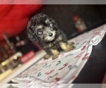 Small Poodle (Miniature)