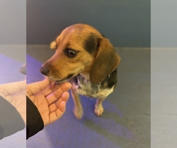 Medium Photo #3 Beagle Puppy For Sale in SUFFOLK, VA, USA