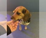 Small Photo #3 Beagle Puppy For Sale in SUFFOLK, VA, USA
