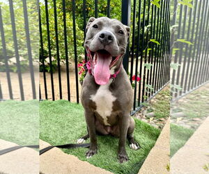 Jada - Female American Pit Bull Terrier-Unknown Mix Dog for Adoption - Photo #4
