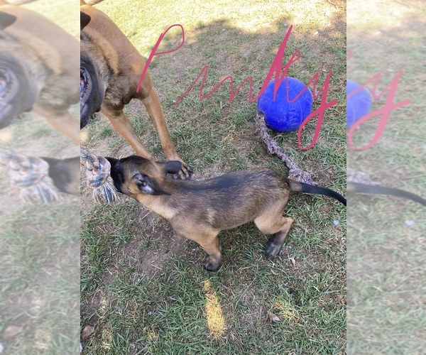 Medium Photo #3 Belgian Malinois Puppy For Sale in IMPERIAL BEACH, CA, USA