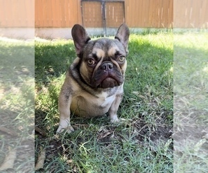 French Bulldog Puppy for sale in OJAI, CA, USA