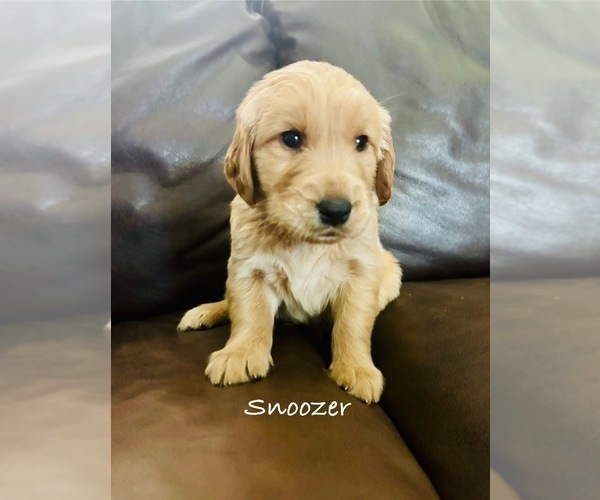 Medium Photo #18 Golden Retriever Puppy For Sale in HAMPSTEAD, NC, USA