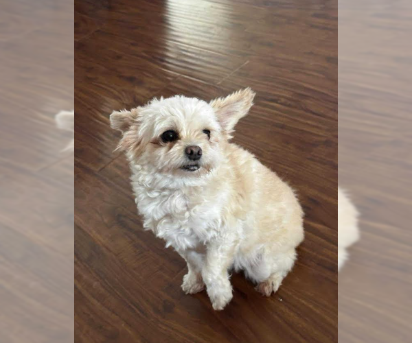 Medium Photo #3 Mutt Puppy For Sale in Cranston, RI, USA