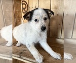 Small Photo #10 Australian Shepherd Puppy For Sale in CHESTERFIELD, MI, USA