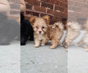 Biewer Terrier Puppy for sale in CHICAGO, IL, USA
