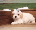 Small #3 Cavapoo