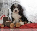 Small Miniature Bernedoodle