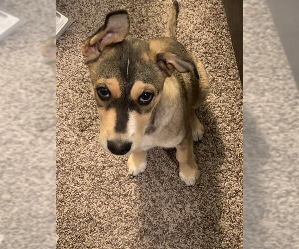 Medium Photo #1 German Shepherd Dog-Unknown Mix Puppy For Sale in San Antonio, TX, USA