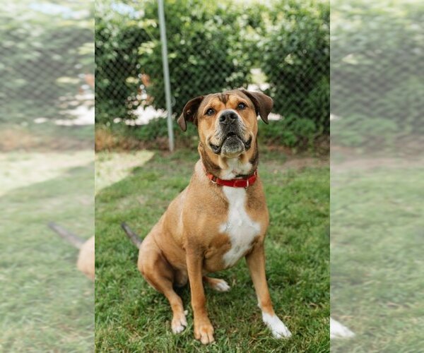 Medium Photo #3 Rottweiler-Unknown Mix Puppy For Sale in Muskegon, MI, USA