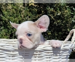 Small Photo #6 French Bulldog Puppy For Sale in CLINTON, NJ, USA